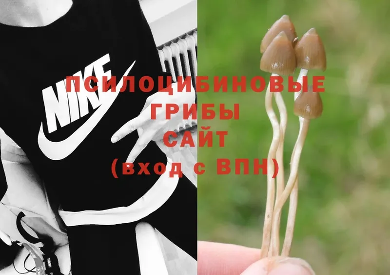 Псилоцибиновые грибы Magic Shrooms  сайты даркнета клад  Красноперекопск  купить наркоту 